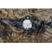 Наручные часы Casio Protrek PRG-270-1E